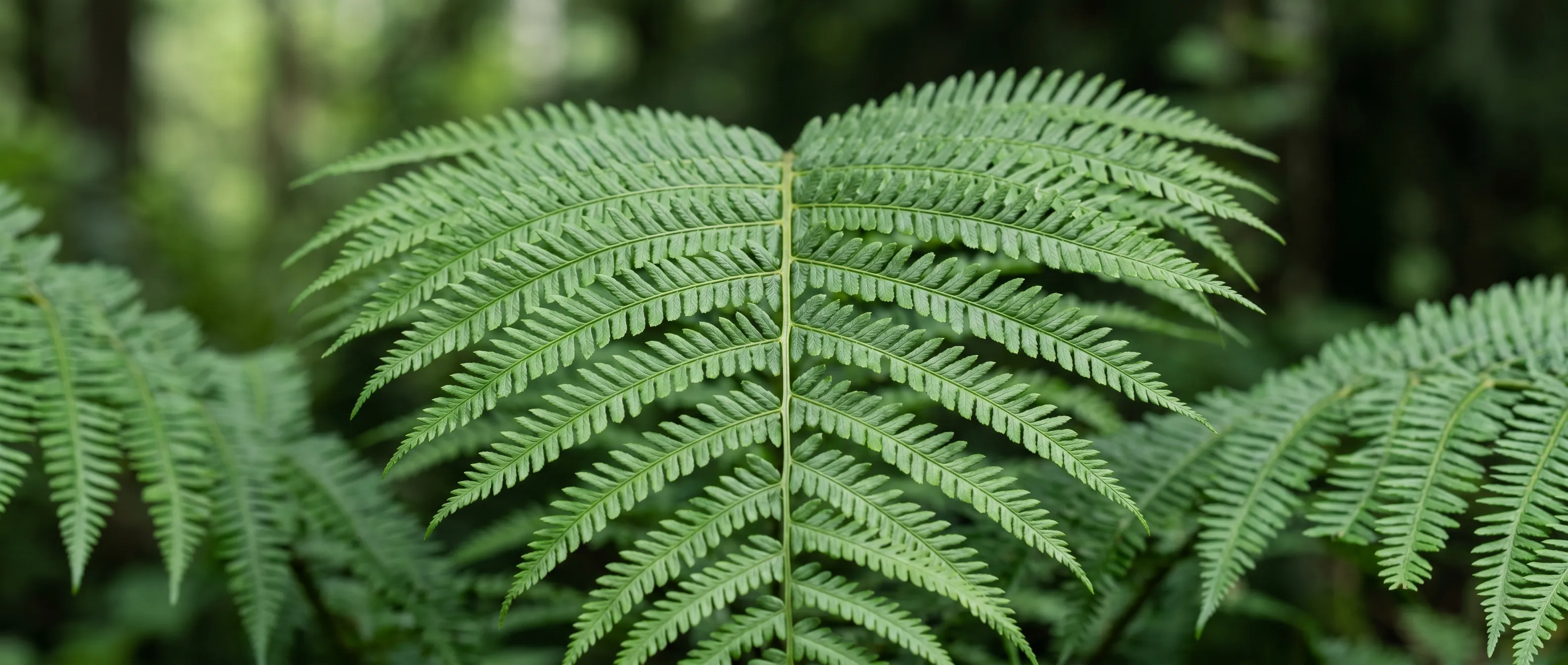 Architectural plant geometry